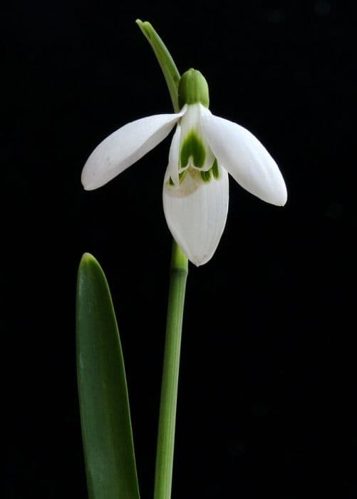 snowdrop 'Atkinsii'