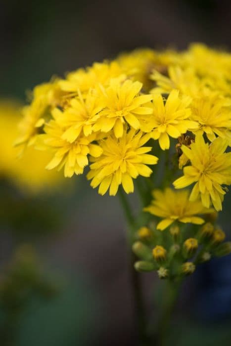 rigid hawkbit