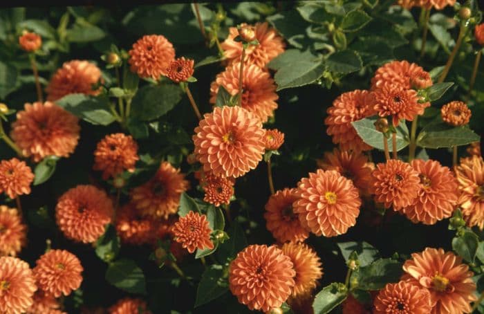 dahlia 'Harvest Tiny Tot'