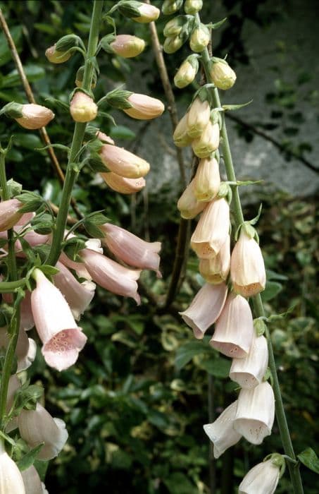 foxglove 'Sutton's Apricot'