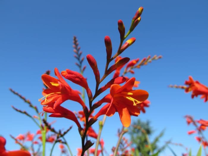 montbretia 'Babylon'