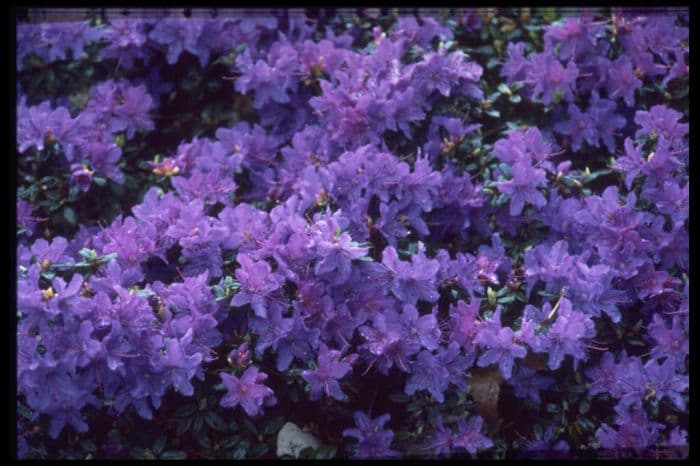 rhododendron 'Saint Merryn'