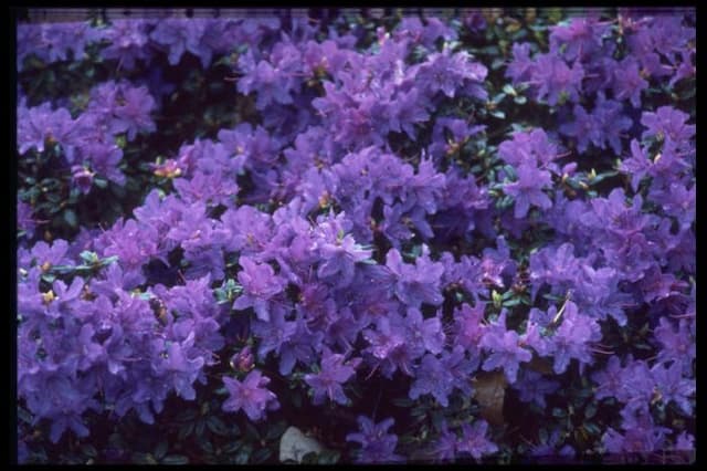 Rhododendron 'Saint Merryn'