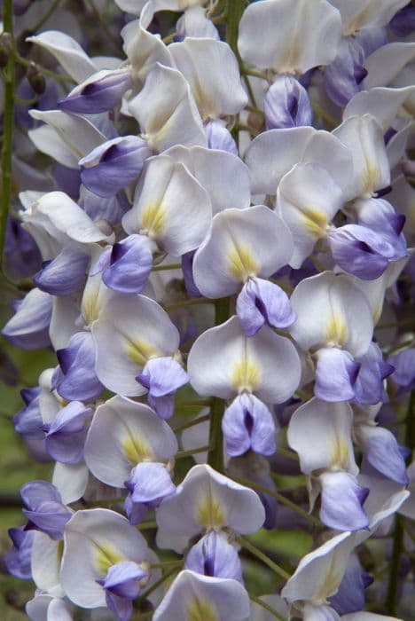 Japanese wisteria 'Issai Perfect'