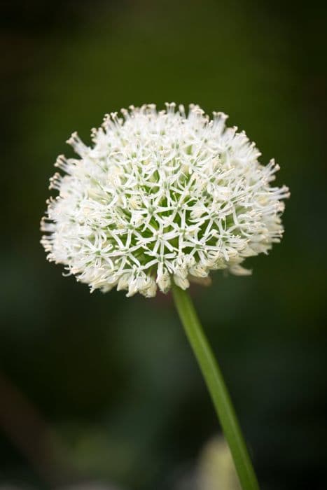 allium 'White Giant'