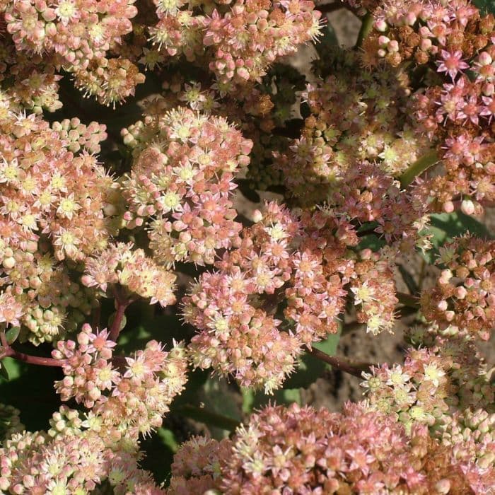 stonecrop 'Stewed Rhubarb Mountain'