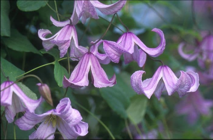 clematis 'Pagoda'