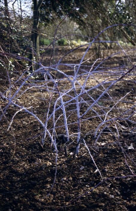 white-stemmed bramble 'Goldenvale'