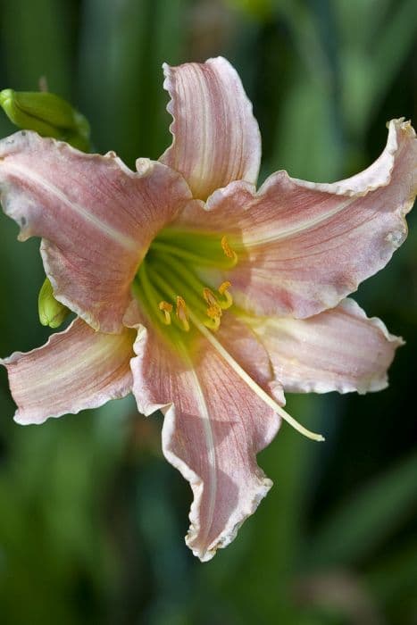 daylily 'Luxury Lace'