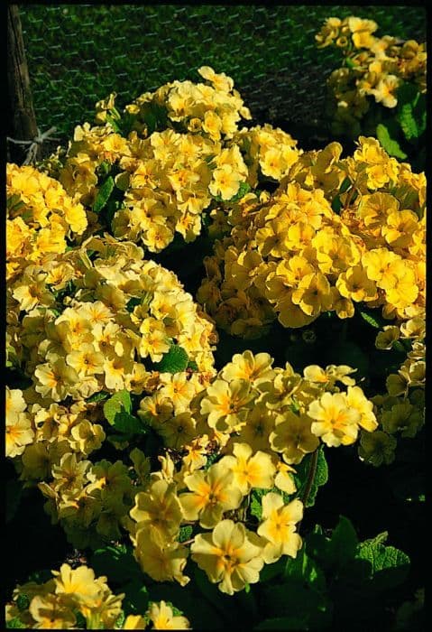 polyanthus 'Rainbow Cream Shades'