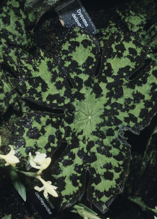 Chinese mayapple