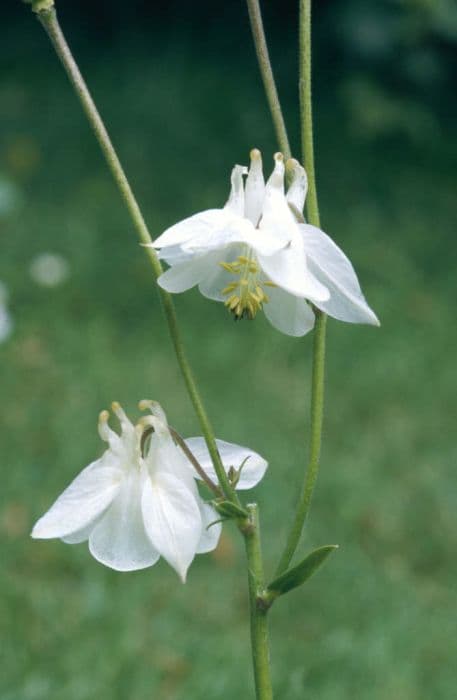 columbine 'Nivea'