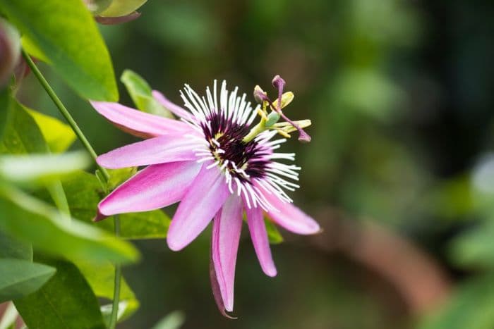 violet passion flower 'Victoria'