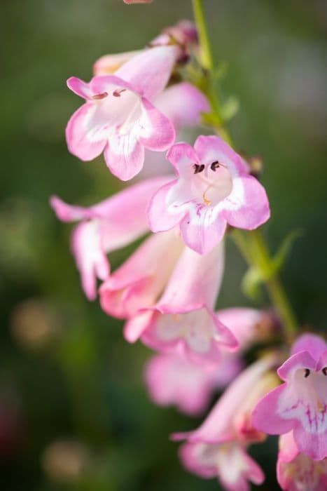 penstemon [Fujiyama]
