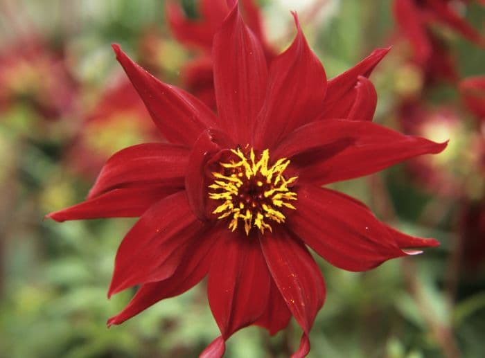 dahlia 'Ragged Robin'