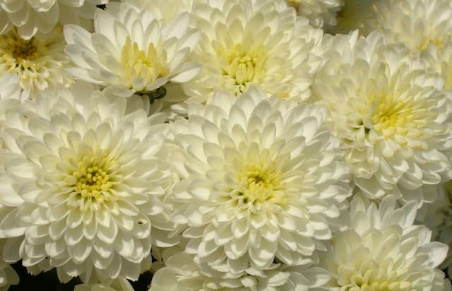Chrysanthemum [Linda]