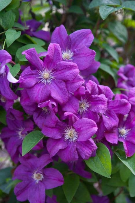 clematis 'Rahvarinne'