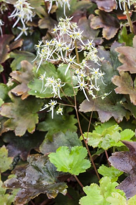 saxifrage 'Kinki Purple'