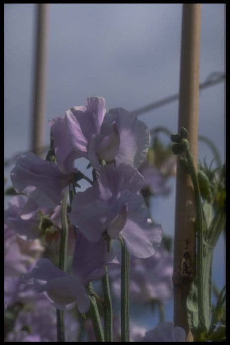 Sweet pea 'Bristol'