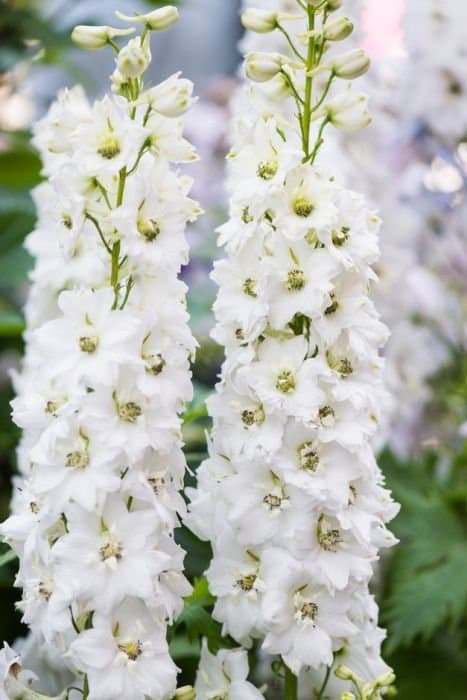 Delphinium 'Magic Fountain White'