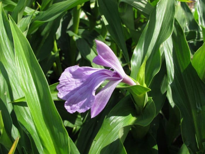 purple roscoea 'Peacock'