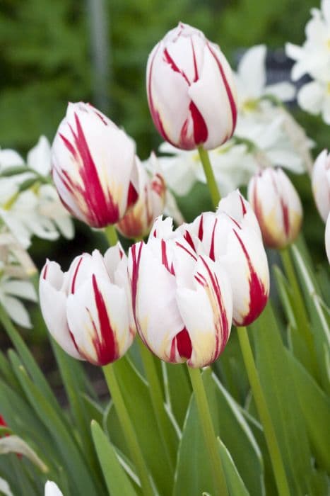 tulip 'Happy Generation'