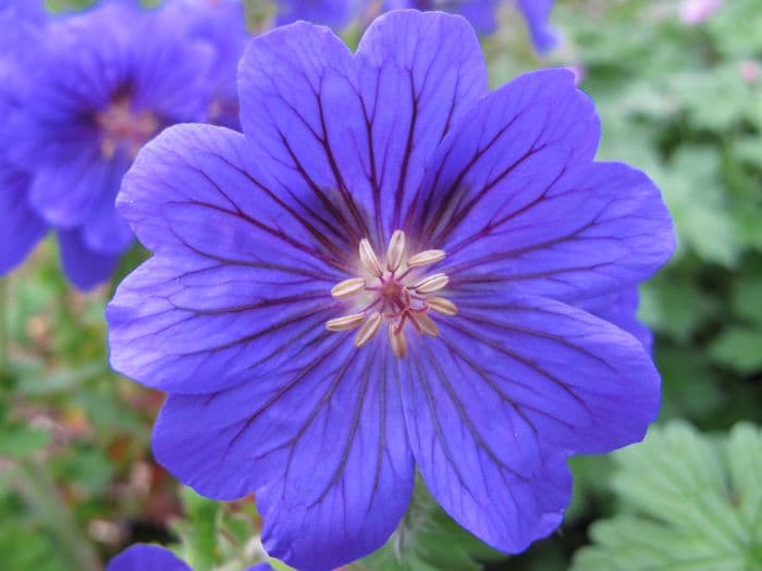 purple cranesbill 'Rosemoor'