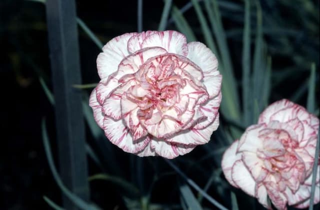 Carnation 'John Sandall'