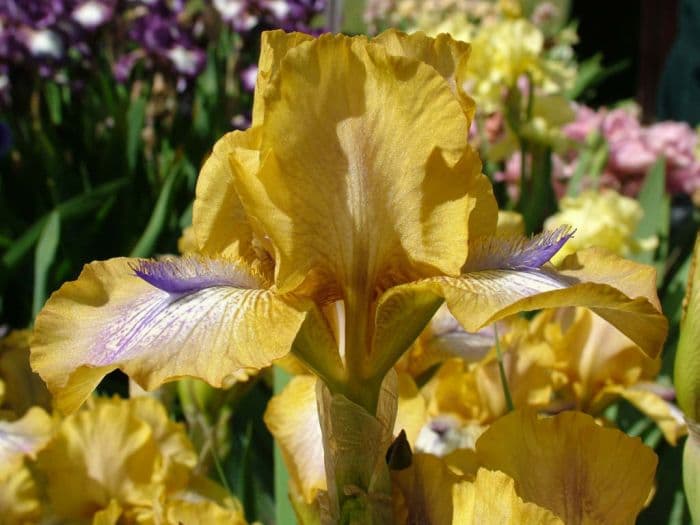 iris 'Stinger'