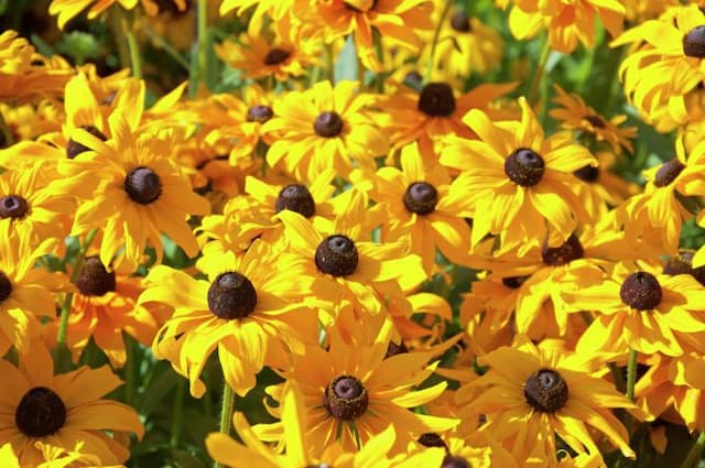 Black-eyed Susan 'Marmalade'