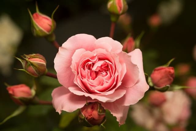 Rose [Rossetti Rose]