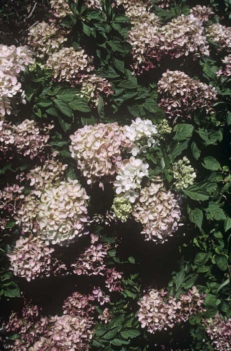 paniculate hydrangea [Dart's Little Dot]