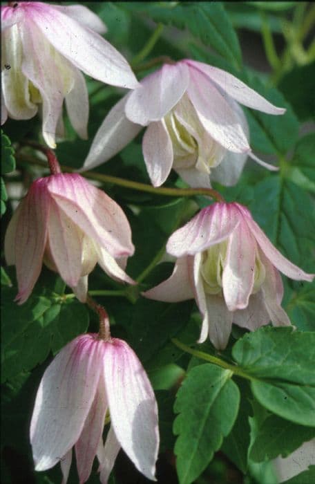 clematis 'Pink Flamingo'