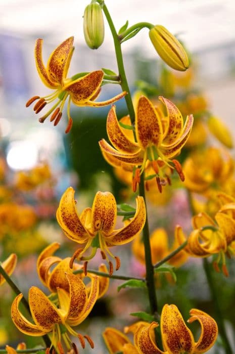 lily 'Aspen Gold'