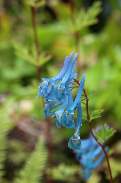 corydalis 'Craigton Blue'