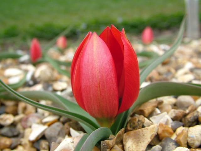 Tulip 'Eastern Spice'