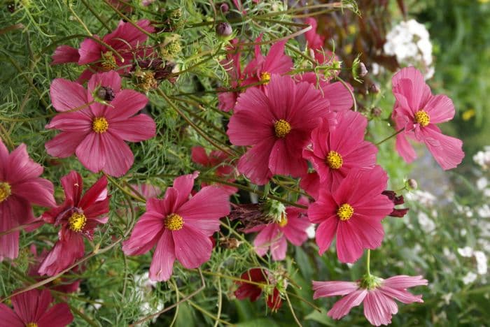 cosmea 'Rubenza'