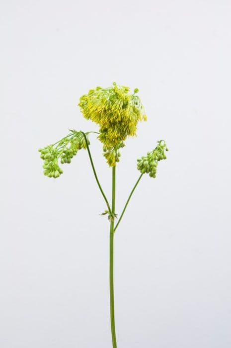 glaucous-leaved yellow meadow rue 'Ruth Lynden-Bell'