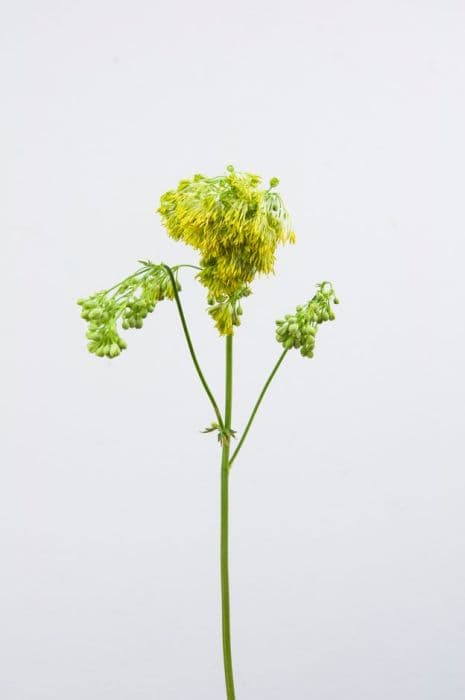 Glaucous-leaved yellow meadow rue 'Ruth Lynden-Bell'