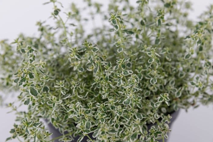 thyme 'Sparkling Bright'