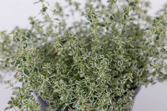 Thyme 'Sparkling Bright'