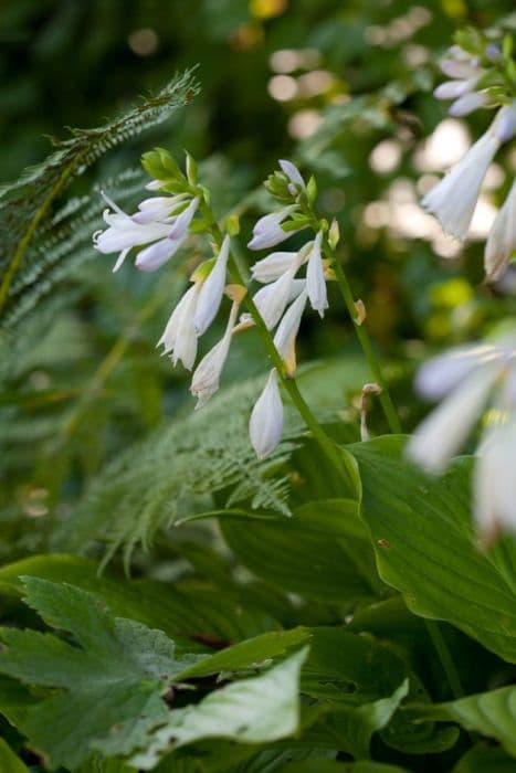 fragrant plantain lily