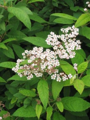 Japanese Spirea 'Bumalda'