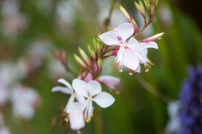 gaura 'Summer Breeze'