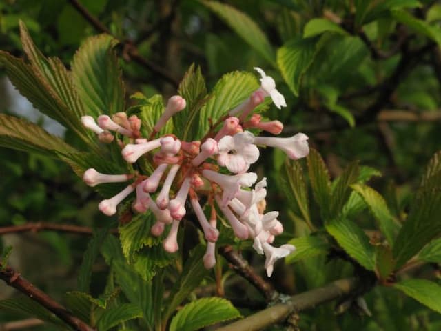 Farrer viburnum