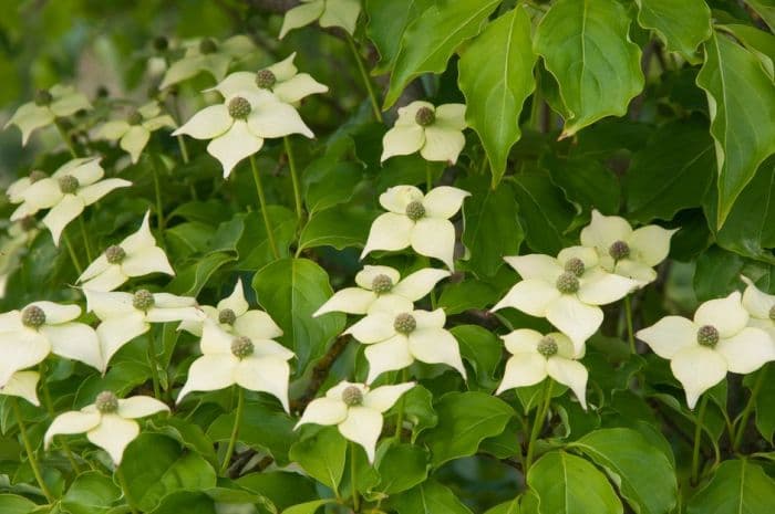 flowering dogwood