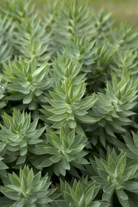 upright myrtle spurge