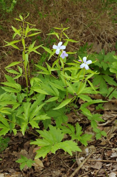 bulb-bearing toothwort