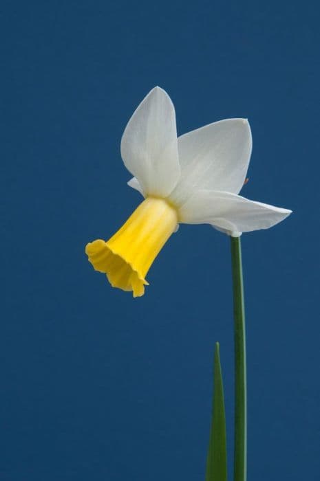 daffodil 'Trena'