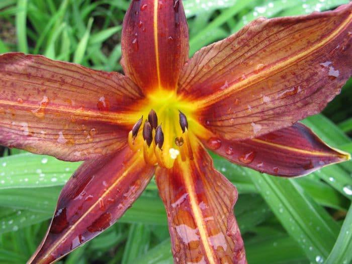 daylily 'Black Magic'